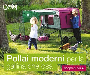 Pollai Domestici da Giardino e Accessori per Galline | Omlet