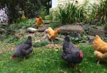 La gallina, repellente naturale contro le zanzare | TuttoSulleGalline.it