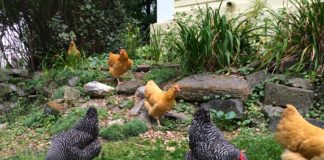 La gallina, repellente naturale contro le zanzare | TuttoSulleGalline.it