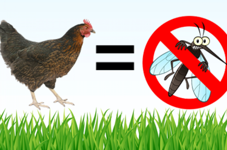 Galline repellenti naturali contro le zanzare