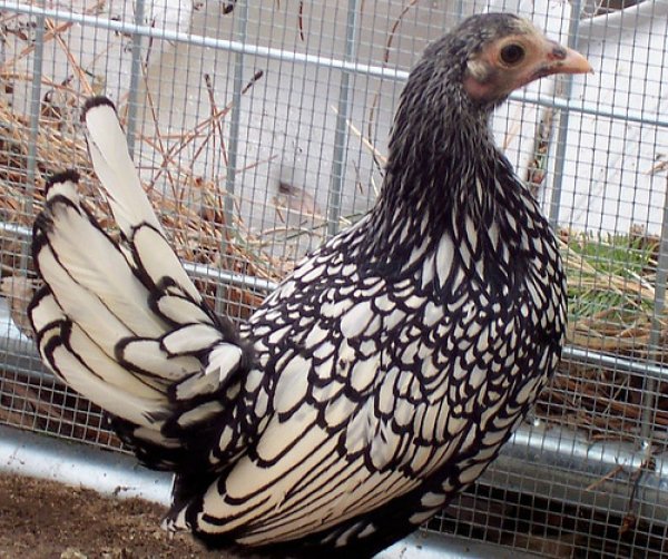 gallina ornamentale sebright (razza nana) | TuttoSulleGalline.it