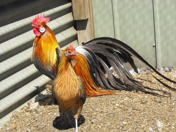 Galline ornamentali (nane e grandi) ecco le razze più belle! Galline