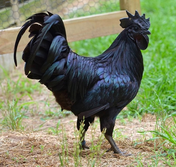 Gallina ornamentale cemani nera (razza grande) | TuttoSulleGalline.it