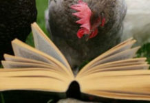 Gallina (e gallo) nei proverbi e modi di dire popolari | TuttoSulleGalline.it