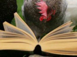 Gallina (e gallo) nei proverbi e modi di dire popolari | TuttoSulleGalline.it