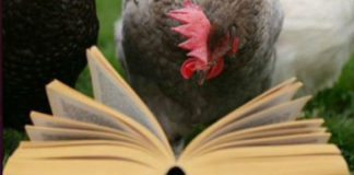 Gallina (e gallo) nei proverbi e modi di dire popolari | TuttoSulleGalline.it