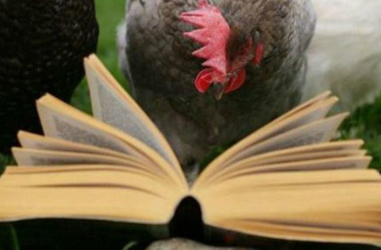 Gallina (e gallo) nei proverbi e modi di dire popolari | TuttoSulleGalline.it