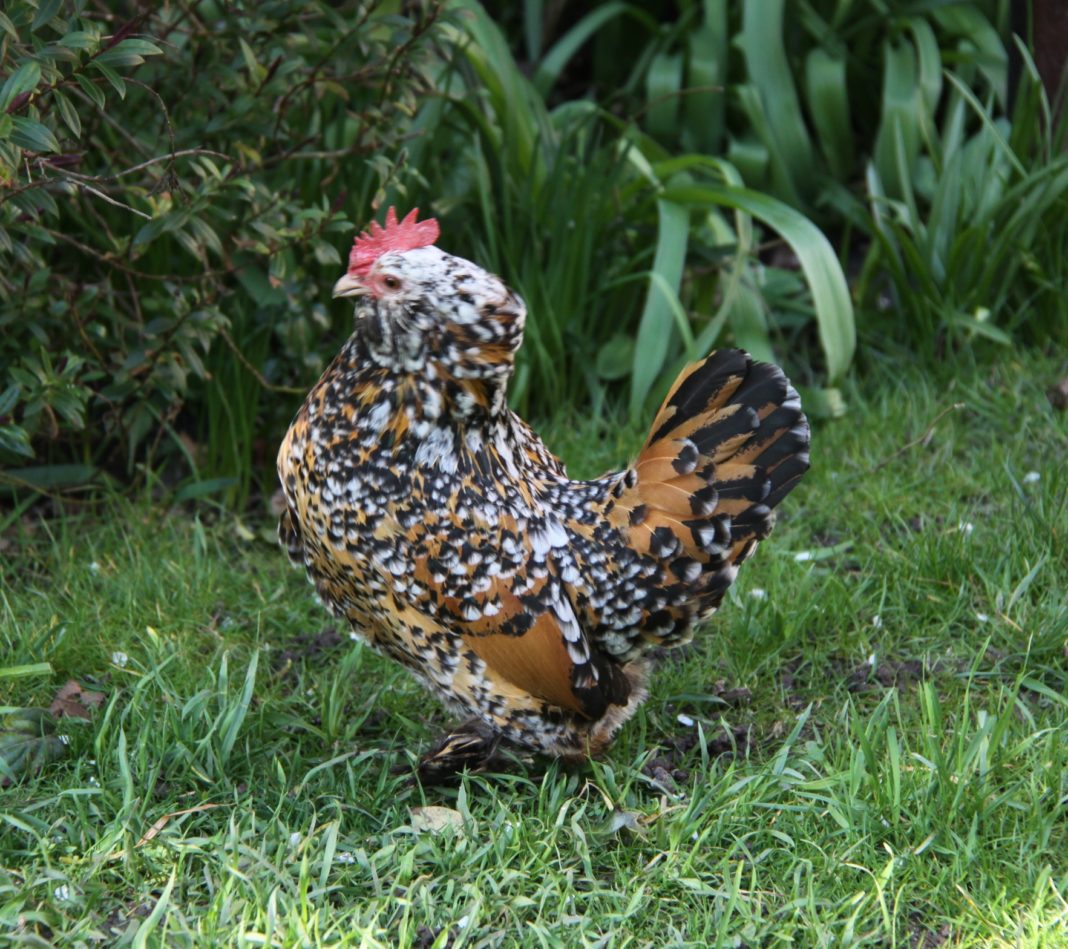 gallina ornamentale bantam (razza grande) | TuttoSulleGalline.it