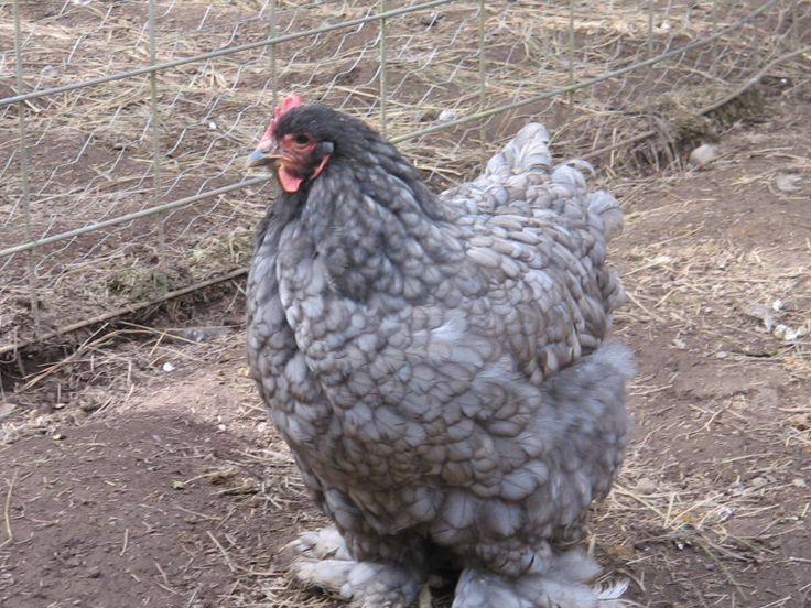 gallina ornamentale cocincina gigante (razza grande) | TuttoSulleGalline.it