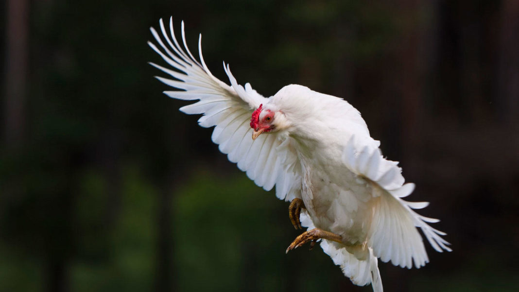 Uova in camicia: ricetta, trucchi e consigli pratici - Galline, Pollaio,  Ricette con Uova e Video divertenti