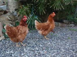 Il cervello delle galline è paragonabile a quello di molti mammiferi | TuttoSulleGalline.it