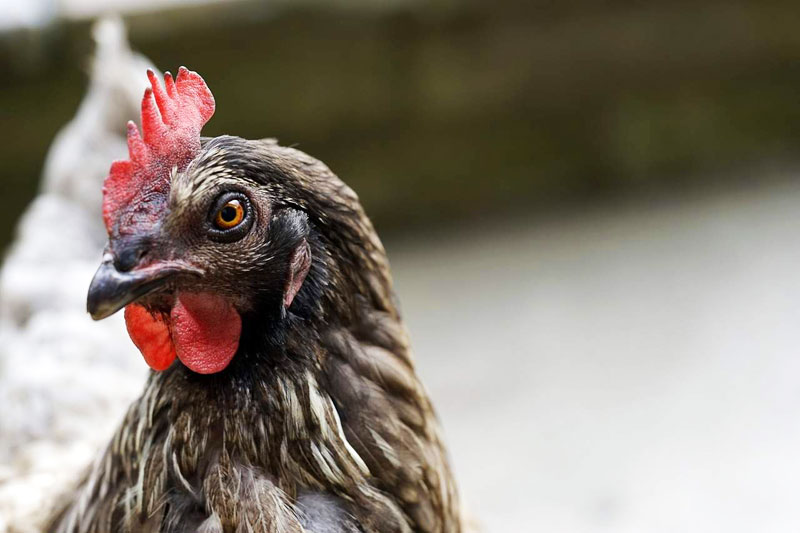 Gallina, ha un cervello al apri di alcuni primati