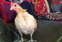 La gallina Nina | TuttoSulleGalline.it