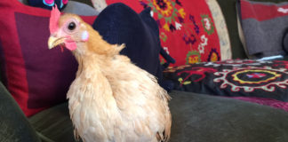 La gallina Nina | TuttoSulleGalline.it