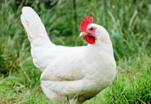 Gallina ovaiola livornese bianca | TuttoSulleGalline.it