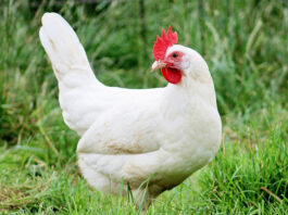 Gallina ovaiola livornese bianca | TuttoSulleGalline.it