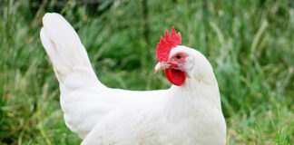 Gallina ovaiola livornese bianca | TuttoSulleGalline.it