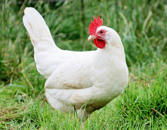 Gallina ovaiola livornese bianca | TuttoSulleGalline.it