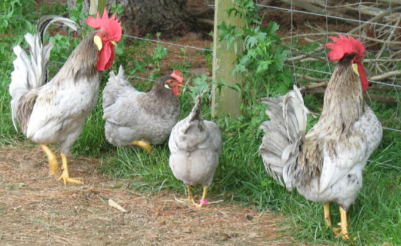 Galli e galline di razza Livorno (colorazione blu)