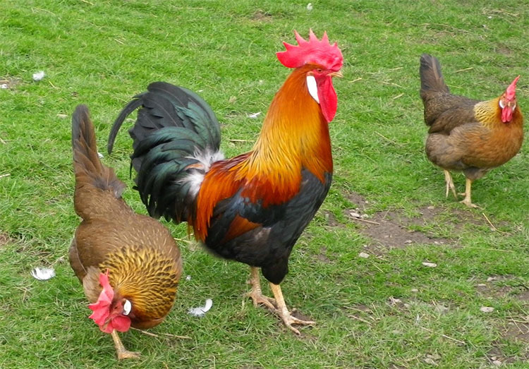 Gallo e galline razza Livorno collo oro.