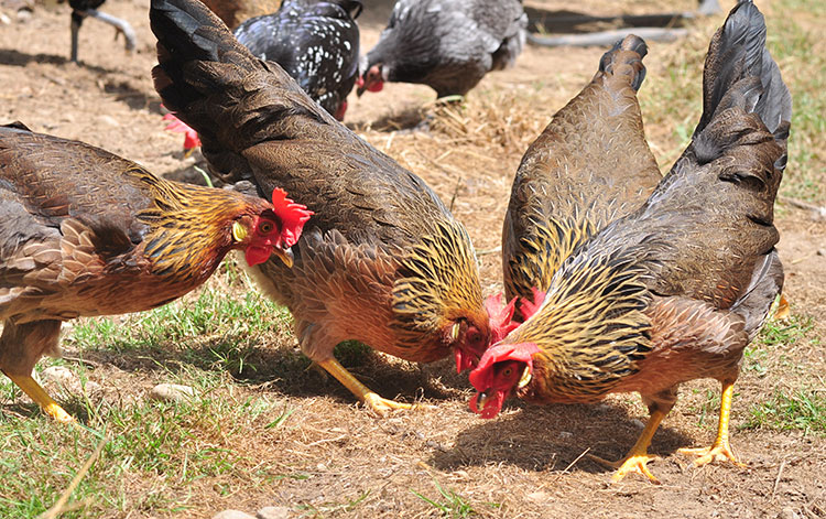 Esemplari di galline razza Livorno Collo oro ruspanti