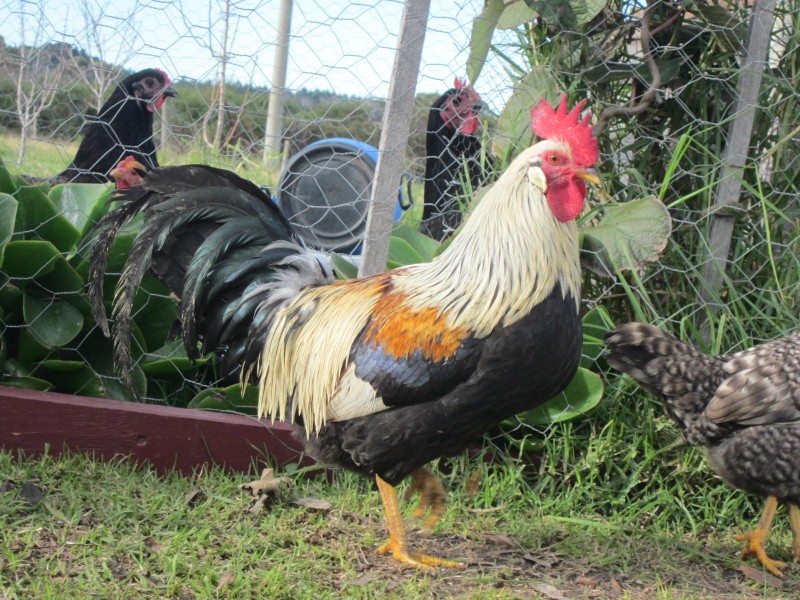 Gallo razza Livorno collo arancio