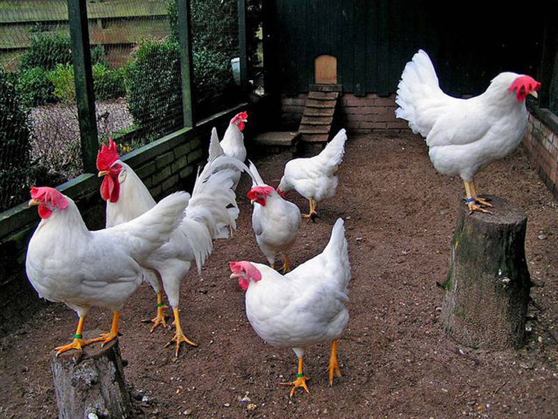 Pollaio con gallo e galline di razza Livornese bianca