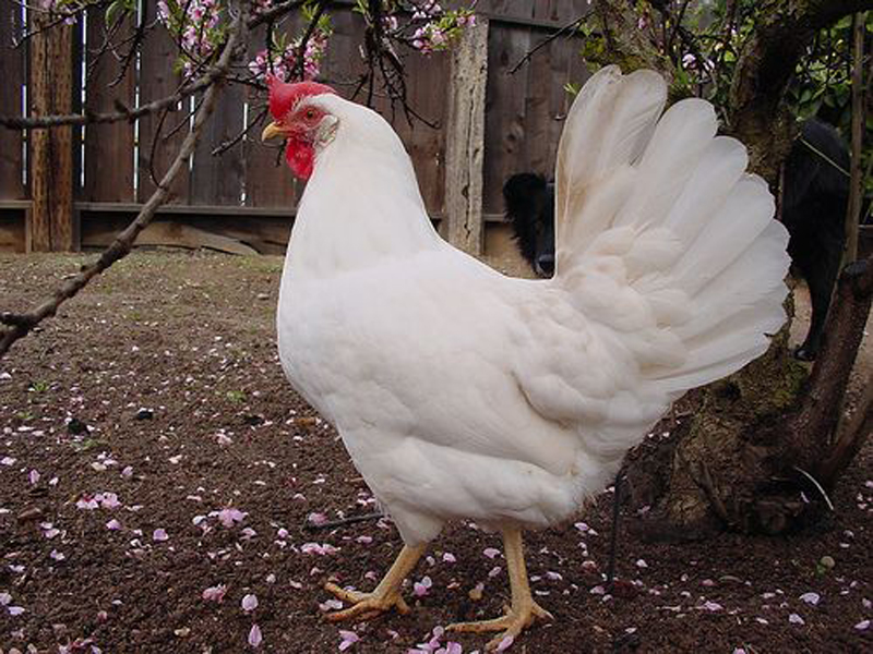 La bellezza della gallina Livornese bianca