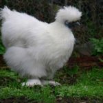 Gallina ornamentale Moroseta (razza grande) | TuttoSulleGalline.it