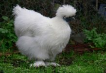 Gallina ornamentale Moroseta (razza grande) | TuttoSulleGalline.it