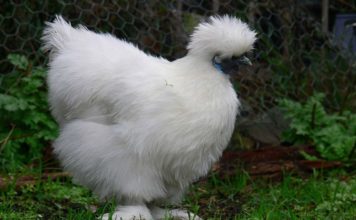 Gallina ornamentale Moroseta (razza grande) | TuttoSulleGalline.it