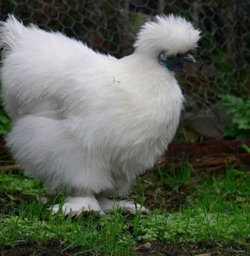 Gallina ornamentale Moroseta (razza grande) | TuttoSulleGalline.it