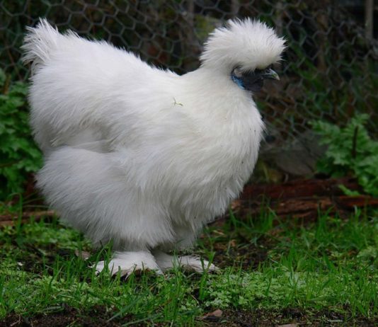 Gallina ornamentale Moroseta (razza grande) | TuttoSulleGalline.it