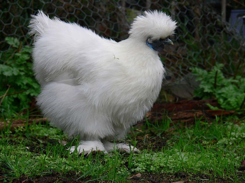 Gallina ornamentale Moroseta (razza grande) | TuttoSulleGalline.it