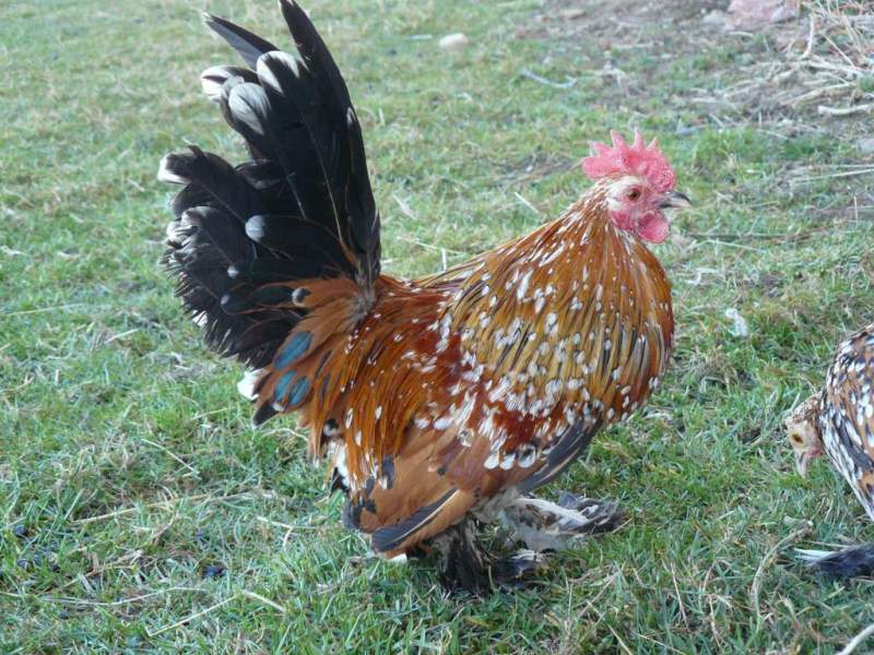 gallina ornamentale calzata (razza nana) | TuttoSulleGalline.it