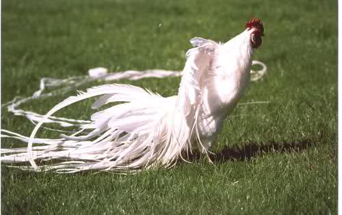 gallina ornamentale onagadori bianca (razza grande) | TuttoSulleGalline.it