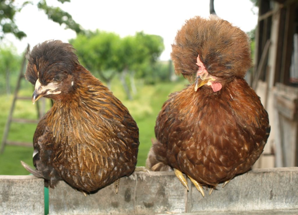 Galline ornamentali (nane e grandi) ecco le razze più belle! Galline