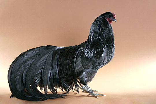 Gallina ornamentale Sumatra (razza grande) | TuttoSulleGalline.it