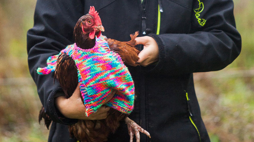 Maglioncini di lana fatti a mano per galline ovaiole