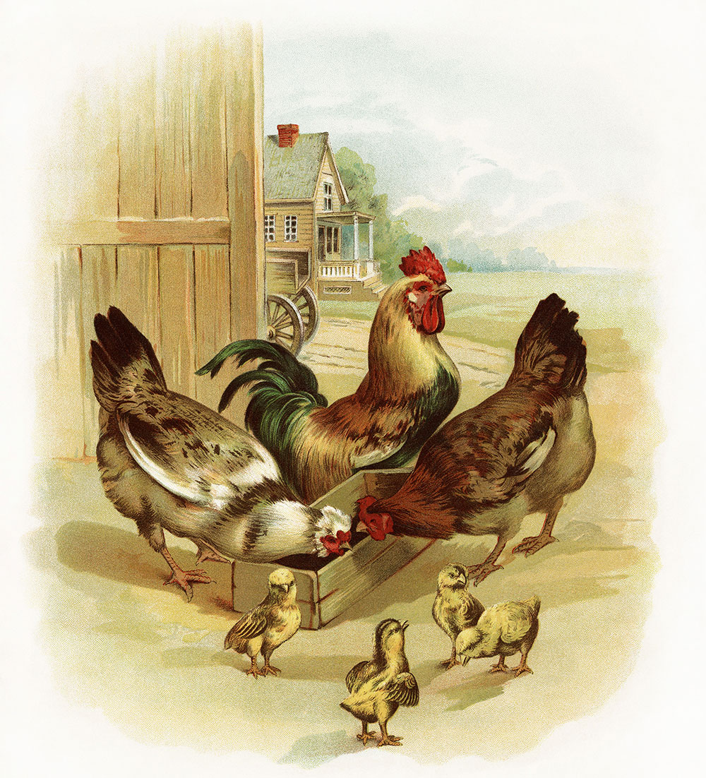 Galline, Gallo e pulcini nell'aia - Immagine vintage | TuttoSulleGalline.it