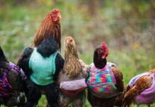 Maglioncini di lana per galline reduci dall'allevamento in batteria | TuttoSulleGalline.it