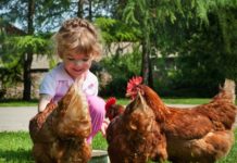 Pet Therapy con le galline | TuttoSulleGalline.it