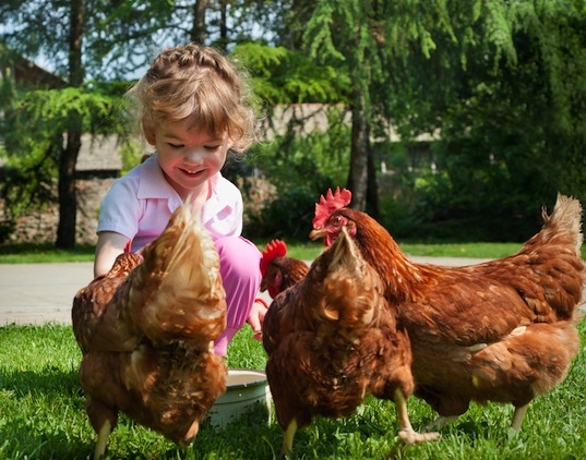 Pet Therapy con le galline | TuttoSulleGalline.it