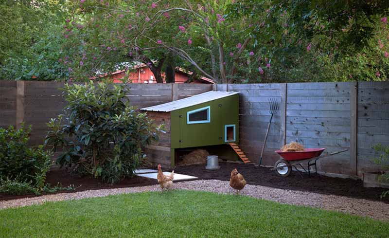 Pollaio in giardino con galline ovaiole al pascolo