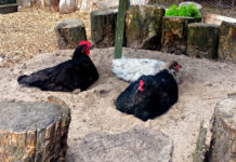 Bagni di sabbia e cenere per le galline del nostro pollaio | TuttoSulleGalline.it