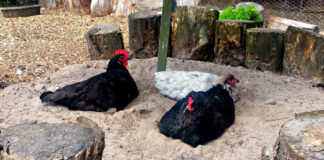 Bagni di sabbia e cenere per le galline del nostro pollaio | TuttoSulleGalline.it