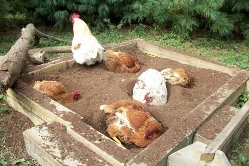 Galline intente a godersi un bel bagno di sabbia e sole