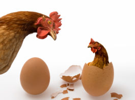 E' nato prima l'uovo o la gallina? | TuttoSulleGalline.it
