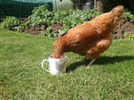 Abbeveratoio per galline: come gestire l'acqua nel pollaio | TuttoSulleGalline.it