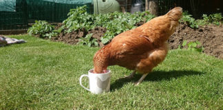 Abbeveratoio per galline: come gestire l'acqua nel pollaio | TuttoSulleGalline.it